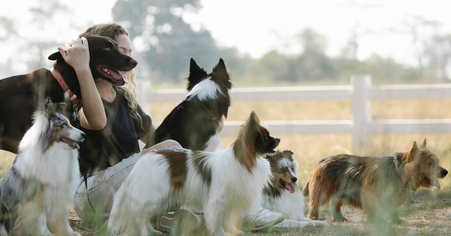 Top Dog KC serves Liberty MO and the Kansas City metro area for professional dog grooming