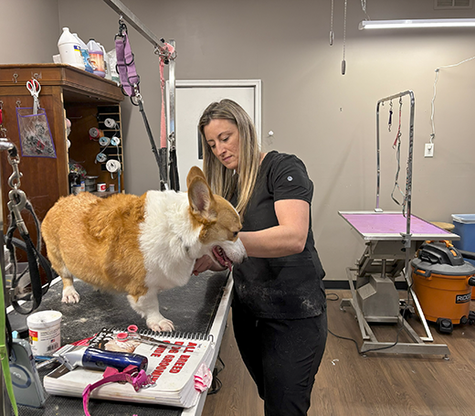 Affordable Dog Groomer in Kansas City